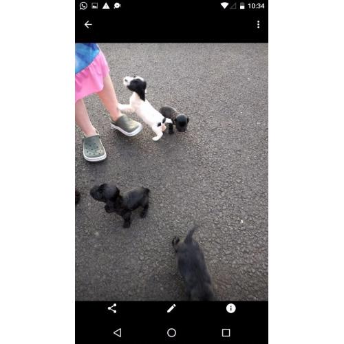 Cocker spaniel pups for sale