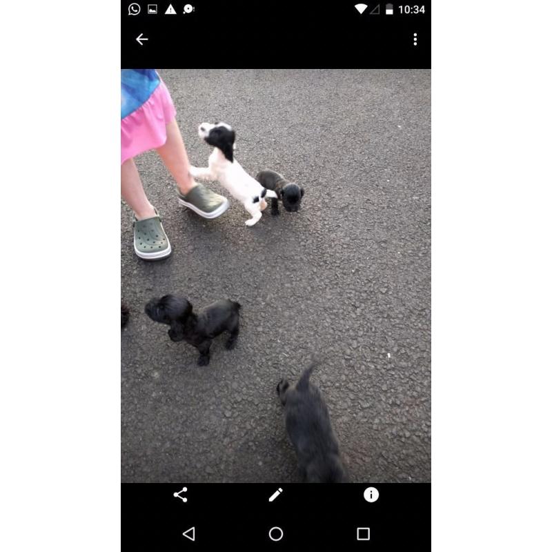 Cocker spaniel pups for sale