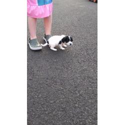 Cocker spaniel pups for sale