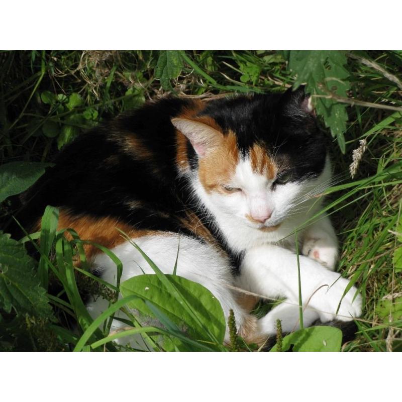 Cat looking for a good home. Sweet natured.