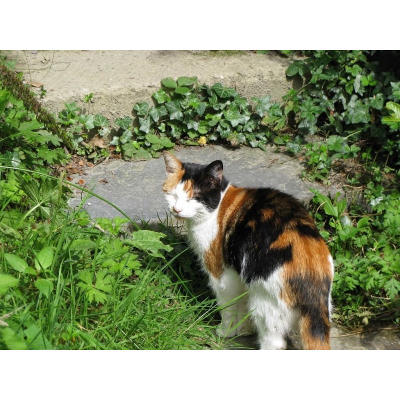 Cat looking for a good home. Sweet natured.