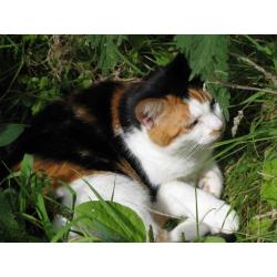 Cat looking for a good home. Sweet natured.