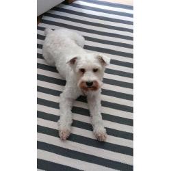 7 year old White Mini Schnauzer available for adoption