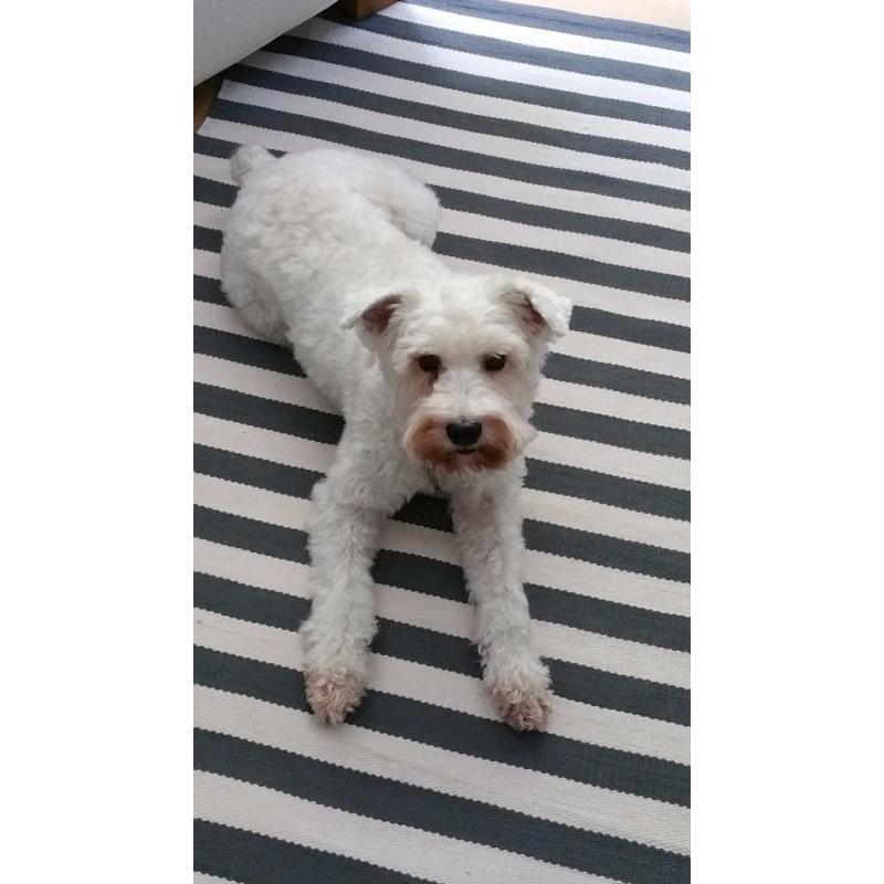 7 year old White Mini Schnauzer available for adoption