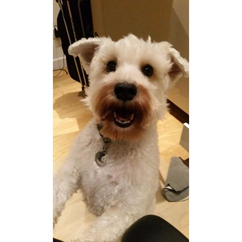 7 year old White Mini Schnauzer available for adoption