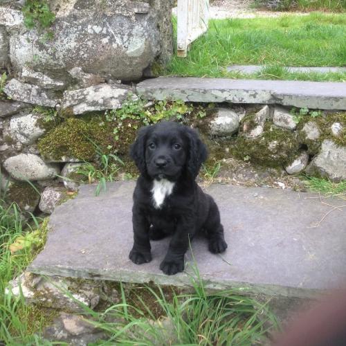 Cocker spaniel puppy nr. Caernarfon