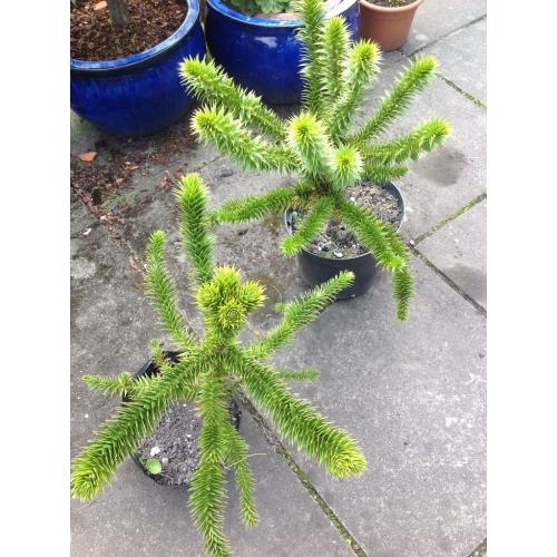 Monkey puzzle tree