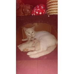 Gorgeous white baby kitten's