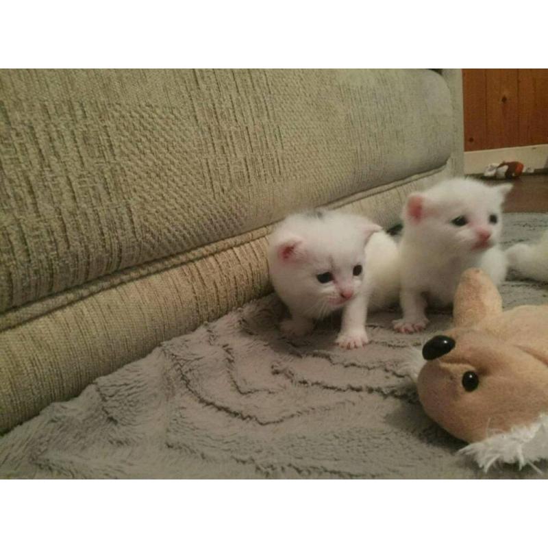 Gorgeous white baby kitten's