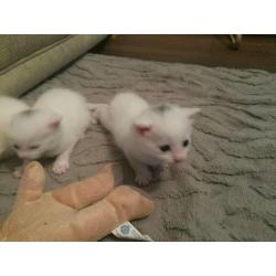 Gorgeous white baby kitten's