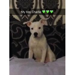 25week old Staffordshire puppy all white with a few blue spots