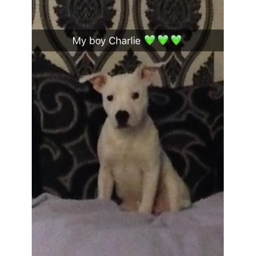 25week old Staffordshire puppy all white with a few blue spots