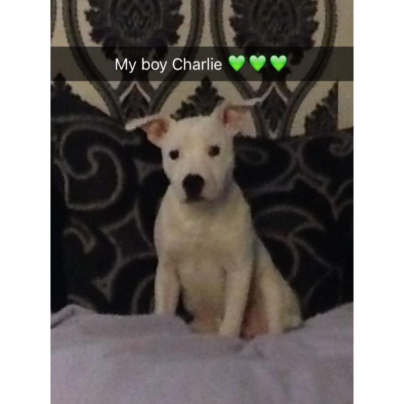 25week old Staffordshire puppy all white with a few blue spots