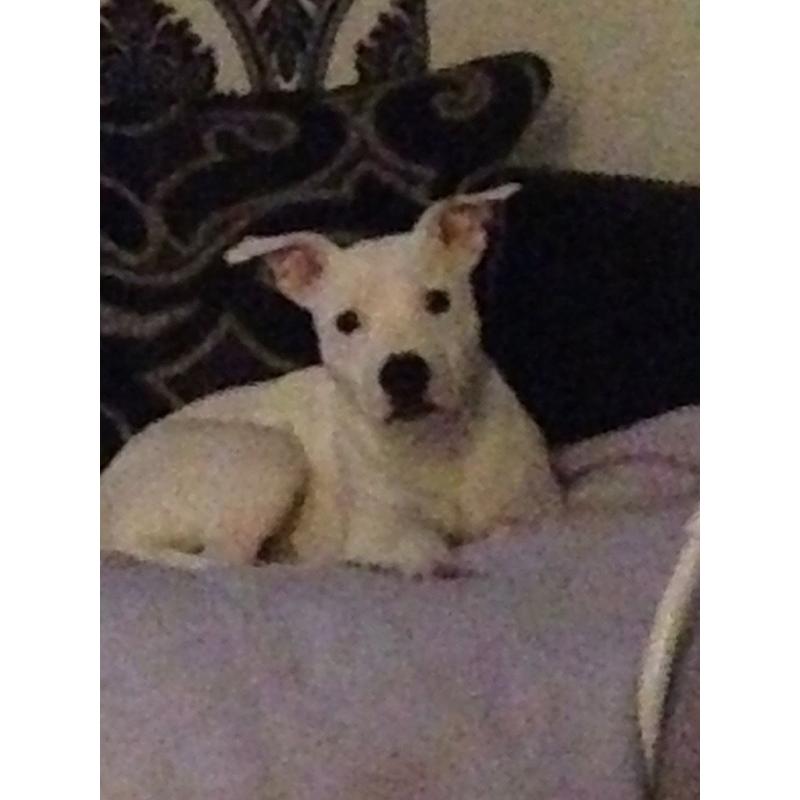 25week old Staffordshire puppy all white with a few blue spots