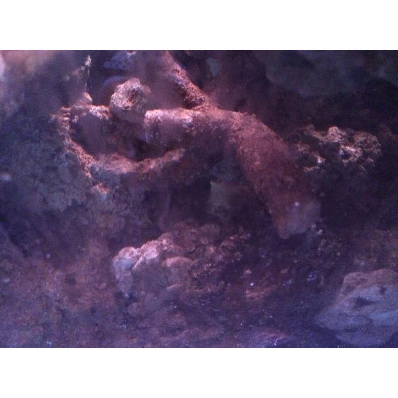 marine live rock