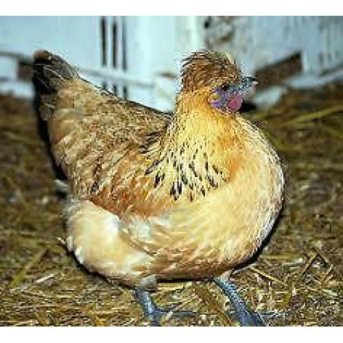 Hens for sale