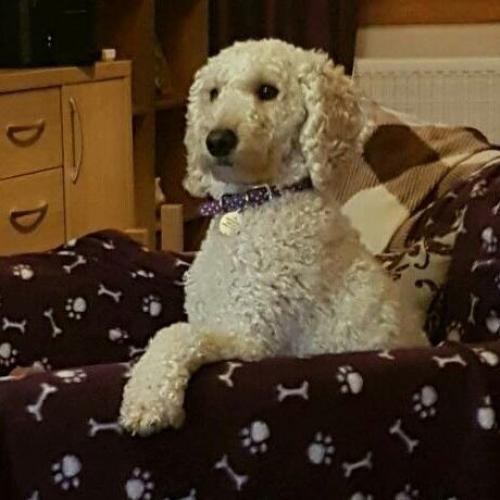 Miniature Poodle Pure Breed