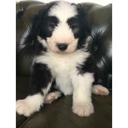 Bearded collie