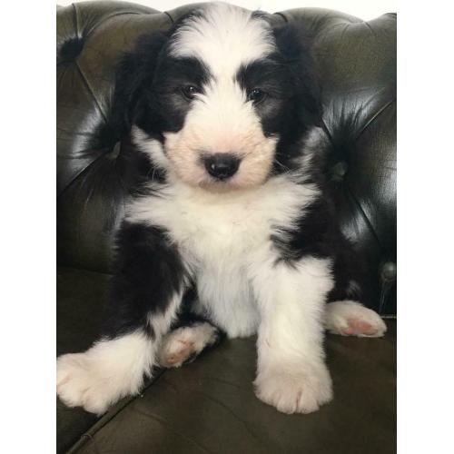 Bearded collie