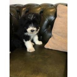 Bearded collie