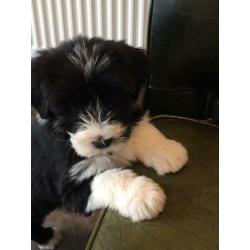 Bearded collie