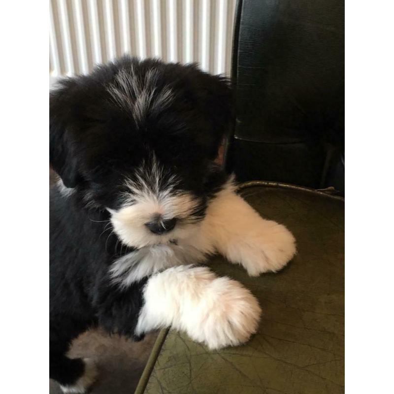 Bearded collie