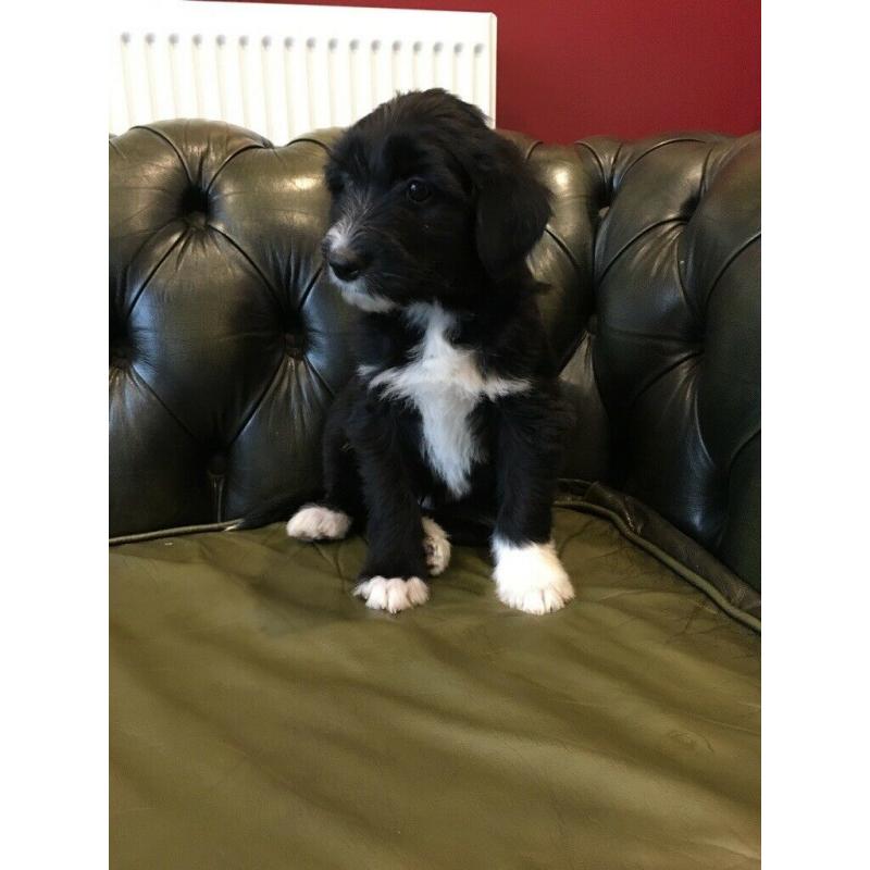 Bearded collie