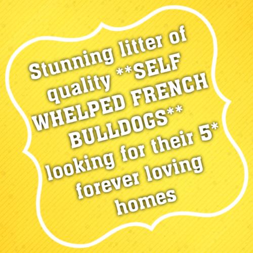 Quality self whelped French bulldog pups.