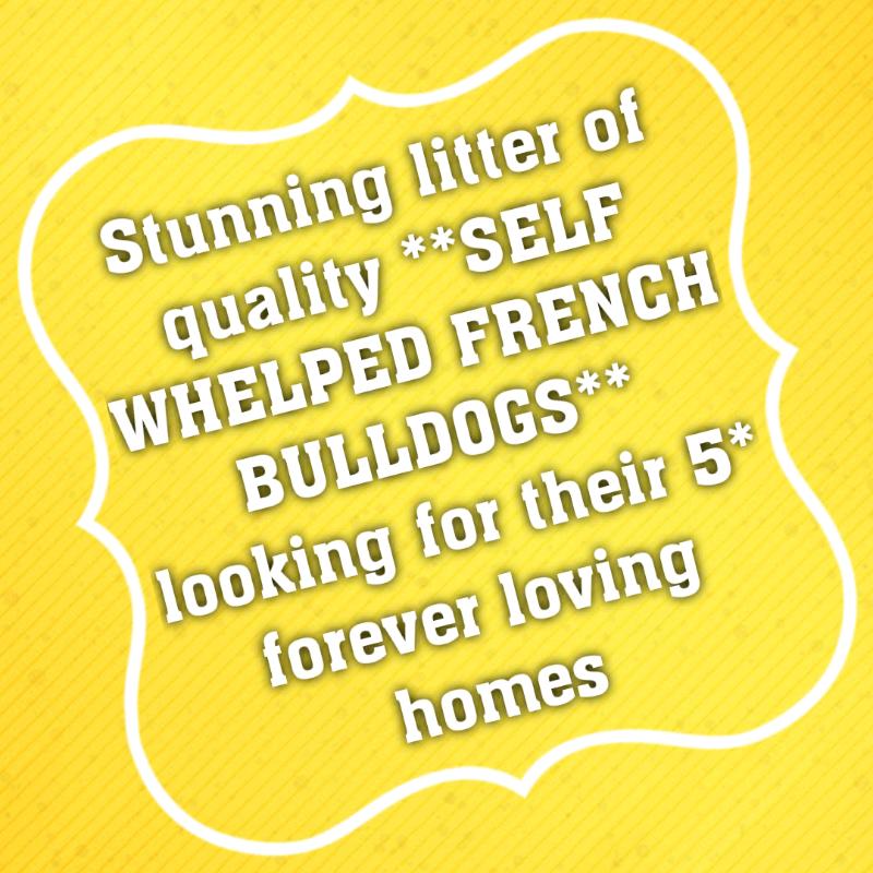 Quality self whelped French bulldog pups.