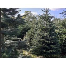 Real Christmas Trees from ?10.00