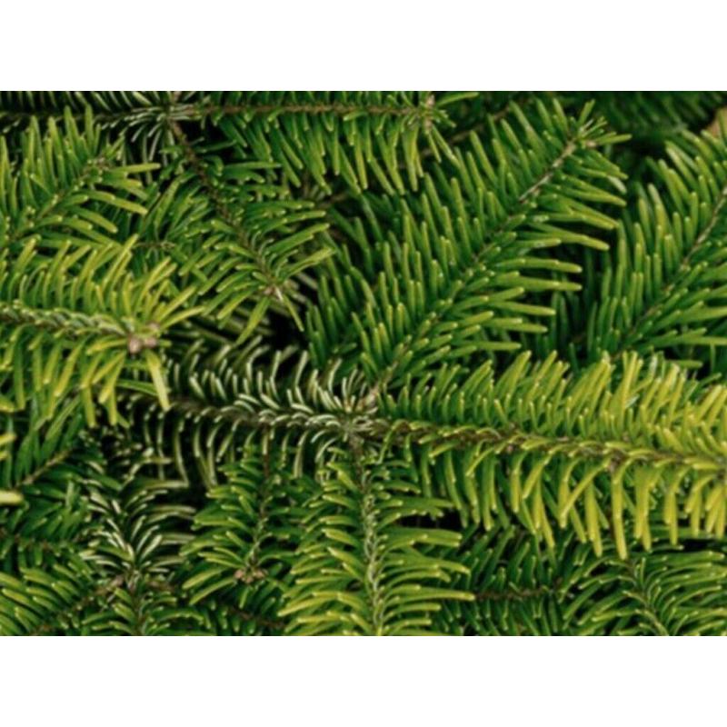 Real Christmas Trees from ?10.00