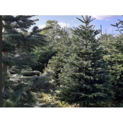 Christmas Trees. From ?20.00