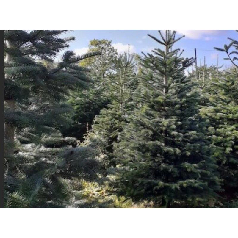 Christmas Trees. From ?20.00