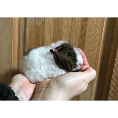 Baby guinea pigs