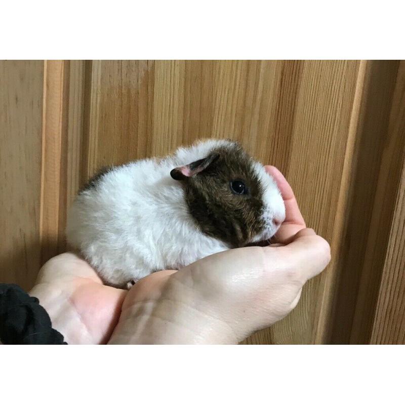 Baby guinea pigs