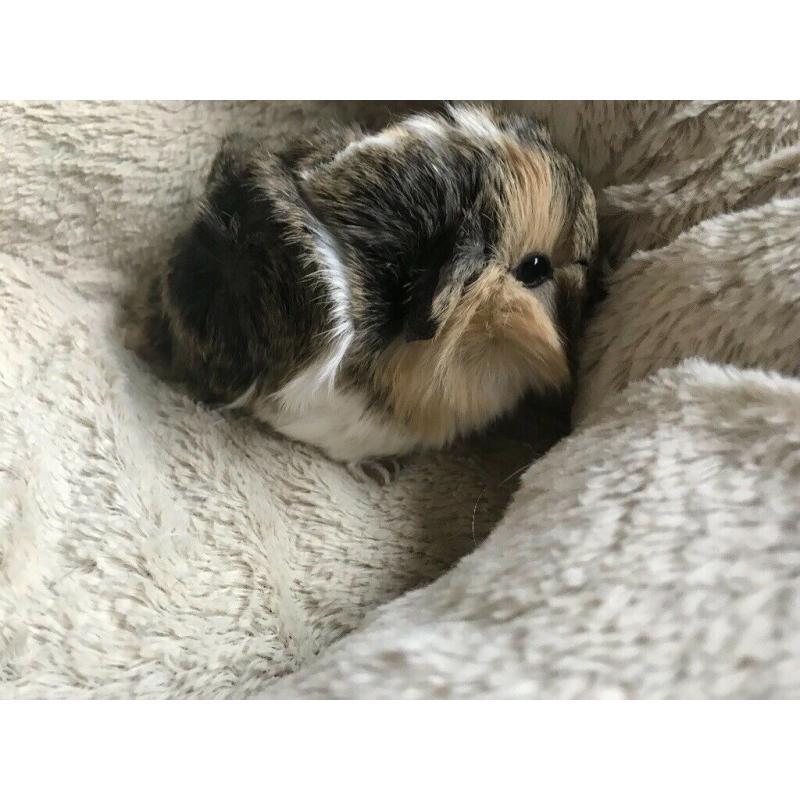 Baby guinea pigs
