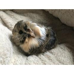 Baby guinea pigs
