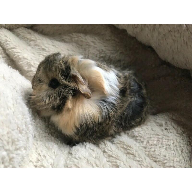 Baby guinea pigs