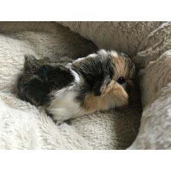 Baby guinea pigs