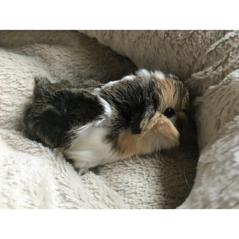 Baby guinea pigs