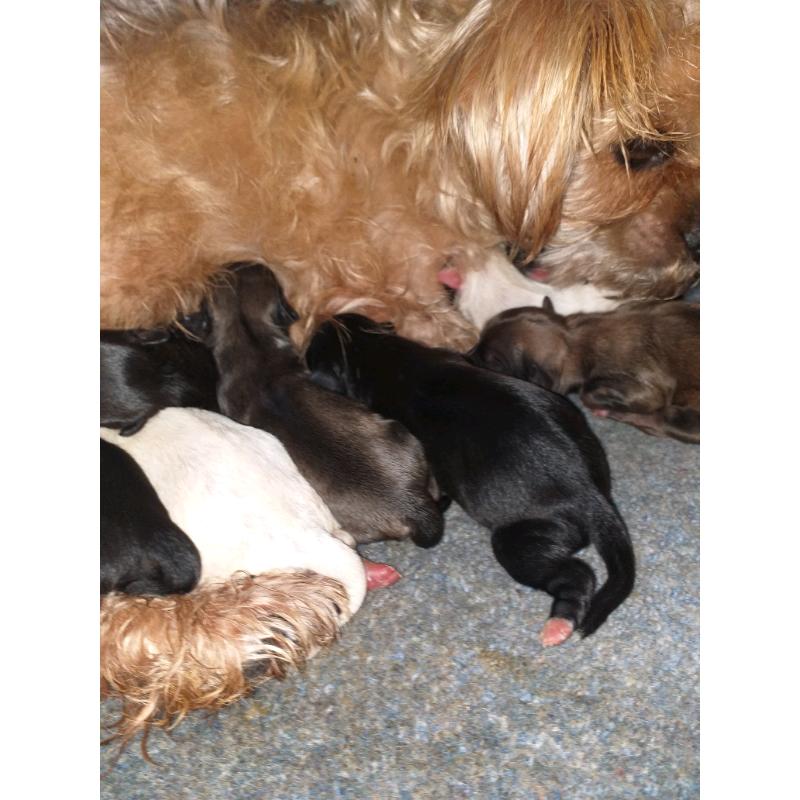 For sale shi-poos