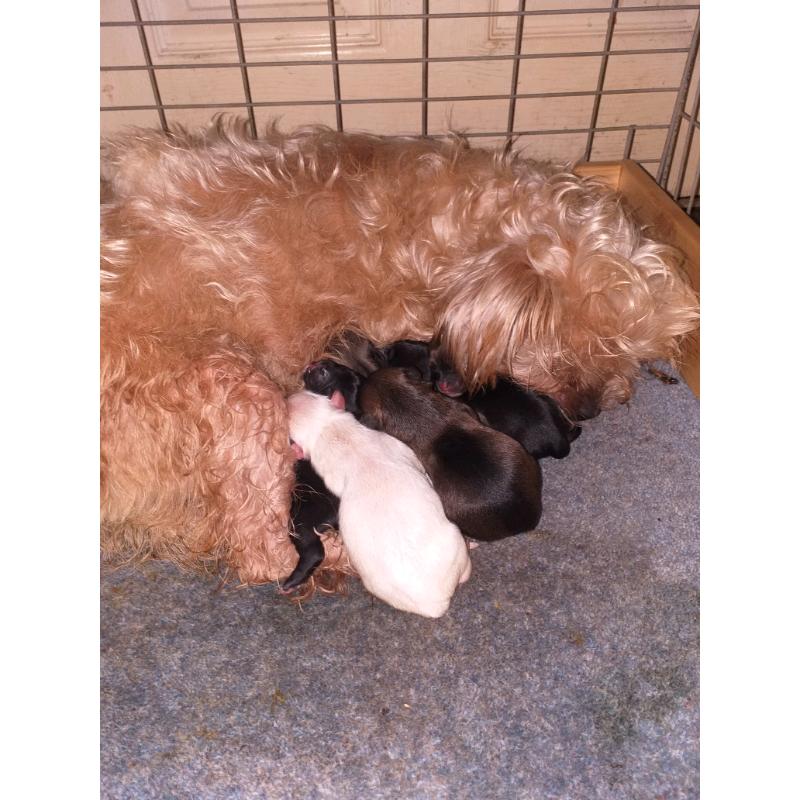 For sale shi-poos