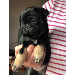 Panda pugs