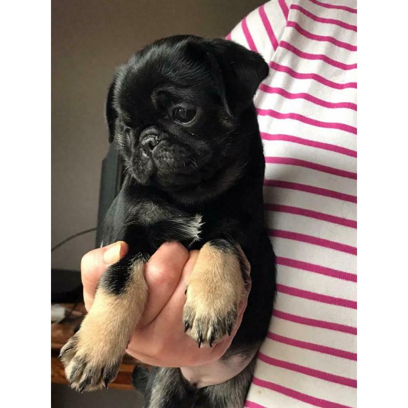 Panda pugs