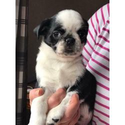 Panda pugs