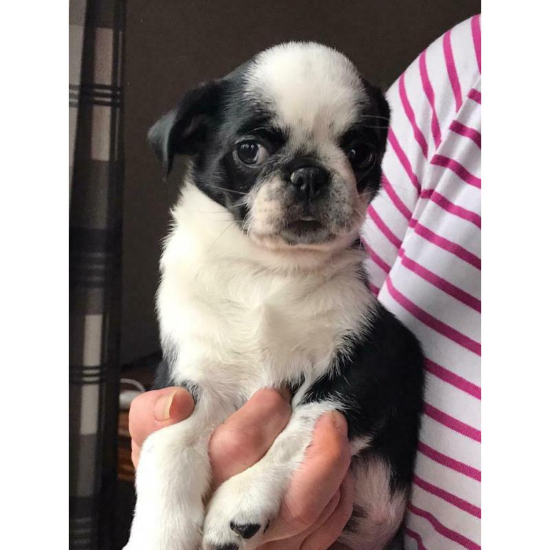 Panda pugs