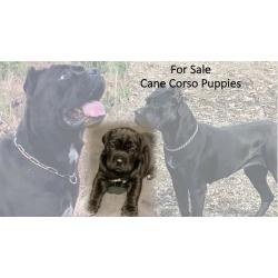 Cane Corso Puppies for Sale - ready to go!