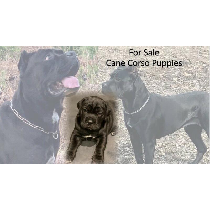 Cane Corso Puppies for Sale - ready to go!