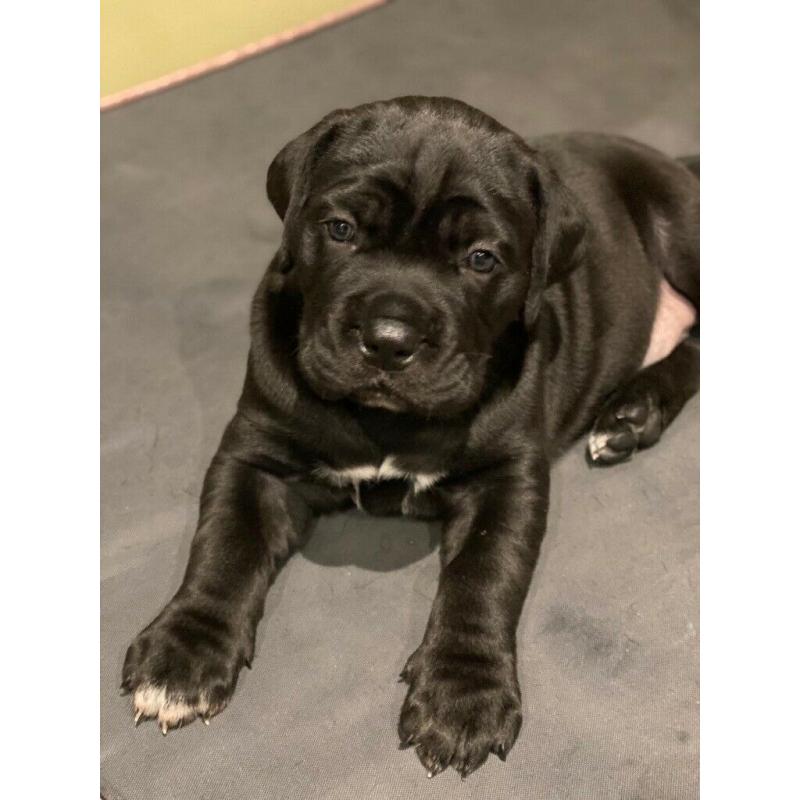 Cane Corso Puppies for Sale - ready to go!