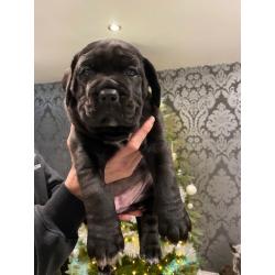 Cane Corso Puppies for Sale - ready to go!